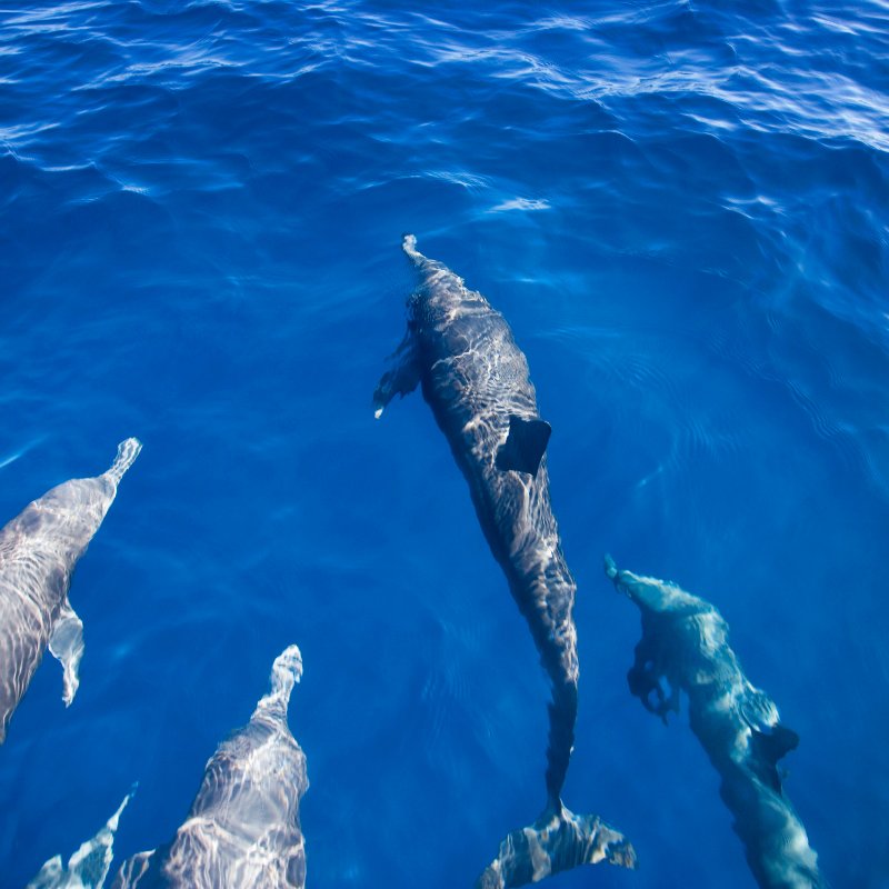 Swimming with dolphins in the wild - Jens Broetzmann - Continno Mijn meest favoriete bestemming - Afrika en dan speciaal Serengeti